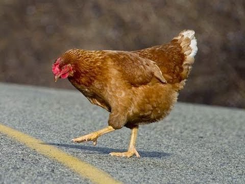 Italy - chicken road 2